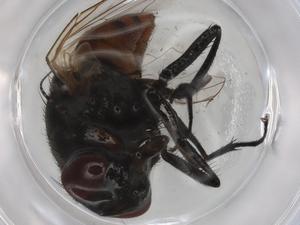  ( - BIOUG90726-B03)  @11 [ ] CreativeCommons - Attribution (2022) Centre for Biodiversity Genomics Centre for Biodiversity Genomics