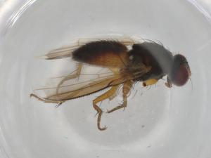  ( - BIOUG90753-B05)  @11 [ ] CreativeCommons - Attribution (2022) Centre for Biodiversity Genomics Centre for Biodiversity Genomics