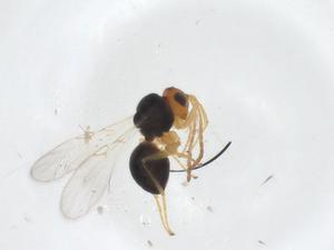  ( - CBG-A38963-F06)  @11 [ ] CreativeCommons - Attribution Share - Alike (2024) Centre for Biodiversity Genomics Centre for Biodiversity Genomics