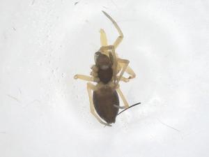  ( - CBG-A38980-F03)  @11 [ ] CreativeCommons - Attribution Share - Alike (2024) Centre for Biodiversity Genomics Centre for Biodiversity Genomics