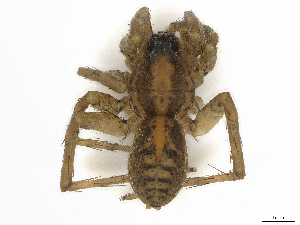  ( - CBG-A44281-H11)  @11 [ ] CreativeCommons - Attribution Share-Alike (2024) CBG Photography Group Centre for Biodiversity Genomics