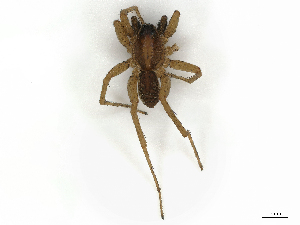  ( - CBG-A44287-H11)  @11 [ ] CreativeCommons - Attribution (2024) CBG Photography Group Centre for Biodiversity Genomics