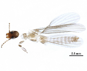  (Teratembiidae - BIOUG30778-E01)  @13 [ ] CreativeCommons - Attribution (2017) CBG Photography Group Centre for Biodiversity Genomics