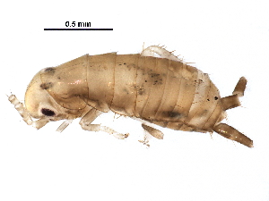  ( - BIOUG30875-H08)  @11 [ ] CreativeCommons - Attribution (2017) CBG Photography Group Centre for Biodiversity Genomics