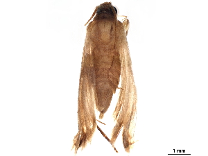  ( - BIOUG41546-A08)  @11 [ ] CreativeCommons - Attribution (2019) CBG Photography Group Centre for Biodiversity Genomics