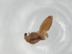  ( - BIOUG98281-H11)  @11 [ ] CreativeCommons - Attribution (2023) Centre for Biodiversity Genomics Centre for Biodiversity Genomics