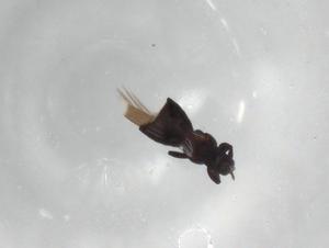  ( - BIOUG98918-A12)  @11 [ ] CreativeCommons - Attribution (2023) Centre for Biodiversity Genomics Centre for Biodiversity Genomics