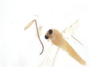  (Rheotanytarsus baihualingensis - CBG-A19326-H01)  @11 [ ] CreativeCommons - Attribution Share - Alike (2023) Centre for Biodiversity Genomics Centre for Biodiversity Genomics