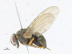  (Dichaetomyia bibax - CBG-A21689-H05)  @11 [ ] CreativeCommons - Attribution Share-Alike (2023) CBG Photography Group Centre for Biodiversity Genomics