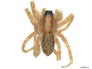  ( - CBG-A41832-H10)  @11 [ ] CreativeCommons - Attribution Share Alike (2024) CBG Photography Group Centre for Biodiversity Genomics