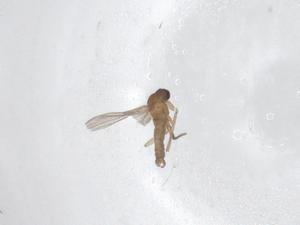  ( - CBG-A42206-F10)  @11 [ ] CreativeCommons - Attribution Share - Alike (2024) Centre for Biodiversity Genomics Centre for Biodiversity Genomics