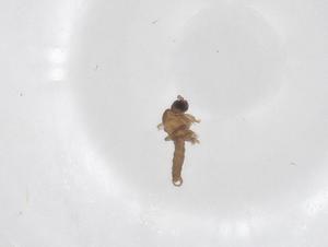  ( - CBG-A42210-D08)  @11 [ ] CreativeCommons - Attribution Share - Alike (2024) Centre for Biodiversity Genomics Centre for Biodiversity Genomics