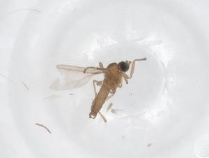  ( - CBG-A43025-D07)  @11 [ ] CreativeCommons - Attribution Share - Alike (2024) Centre for Biodiversity Genomics Centre for Biodiversity Genomics