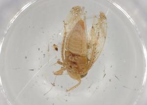  ( - BIOUG92718-F08)  @11 [ ] CreativeCommons - Attribution (2023) Centre for Biodiversity Genomics Centre for Biodiversity Genomics