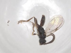  ( - BIOUG92731-G04)  @11 [ ] CreativeCommons - Attribution (2023) Centre for Biodiversity Genomics Centre for Biodiversity Genomics