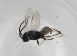  ( - BIOUG92735-A01)  @11 [ ] CreativeCommons - Attribution (2023) Centre for Biodiversity Genomics Centre for Biodiversity Genomics