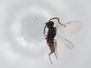  ( - BIOUG92735-C08)  @11 [ ] CreativeCommons - Attribution (2023) Centre for Biodiversity Genomics Centre for Biodiversity Genomics