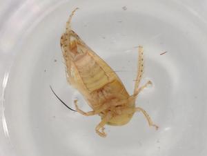  ( - BIOUG97303-F04)  @11 [ ] CreativeCommons - Attribution (2023) Centre for Biodiversity Genomics Centre for Biodiversity Genomics