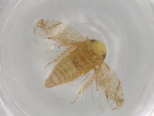  ( - BIOUG97310-H07)  @11 [ ] CreativeCommons - Attribution (2023) Centre for Biodiversity Genomics Centre for Biodiversity Genomics