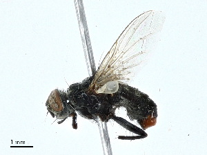  ( - BIOUG97758-H08)  @11 [ ] CreativeCommons - Attribution (2023) CBG Photography Group Centre for Biodiversity Genomics