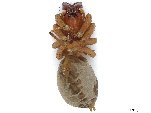  (Eratigena montigena - CBG-A00272-H05)  @11 [ ] CreativeCommons - Attribution (2023) CBG Photography Group Centre for Biodiversity Genomics