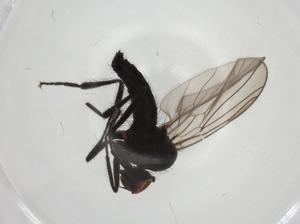  ( - CBG-A02102-B09)  @11 [ ] CreativeCommons - Attribution (2023) Centre for Biodiversity Genomics Centre for Biodiversity Genomics