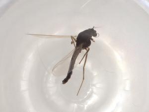  ( - CBG-A02104-C02)  @11 [ ] CreativeCommons - Attribution (2023) Centre for Biodiversity Genomics Centre for Biodiversity Genomics