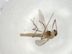  ( - CBG-A02121-G06)  @11 [ ] CreativeCommons - Attribution (2023) Centre for Biodiversity Genomics Centre for Biodiversity Genomics