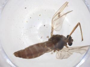  ( - CBG-A02122-F03)  @11 [ ] CreativeCommons - Attribution (2023) Centre for Biodiversity Genomics Centre for Biodiversity Genomics