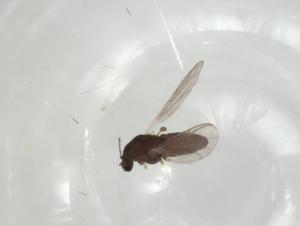  ( - CBG-A02123-H01)  @11 [ ] CreativeCommons - Attribution (2023) Centre for Biodiversity Genomics Centre for Biodiversity Genomics