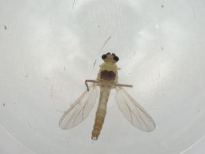  ( - CBG-A02128-D12)  @11 [ ] CreativeCommons - Attribution (2023) Centre for Biodiversity Genomics Centre for Biodiversity Genomics