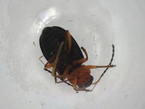  (Leptomona erythrocephala - CBG-A02133-F11)  @11 [ ] CreativeCommons - Attribution (2023) Centre for Biodiversity Genomics Centre for Biodiversity Genomics