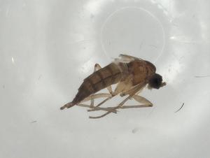  (Scatopsciara weiperti - CBG-A02138-F11)  @11 [ ] CreativeCommons - Attribution (2023) Centre for Biodiversity Genomics Centre for Biodiversity Genomics