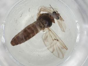  ( - CBG-A02143-F01)  @11 [ ] CreativeCommons - Attribution (2023) Centre for Biodiversity Genomics Centre for Biodiversity Genomics