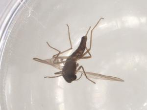  ( - CBG-A02507-H05)  @11 [ ] CreativeCommons - Attribution (2023) Centre for Biodiversity Genomics Centre for Biodiversity Genomics