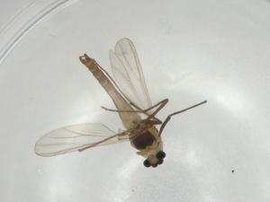  ( - CBG-A02533-D01)  @11 [ ] CreativeCommons - Attribution (2023) Centre for Biodiversity Genomics Centre for Biodiversity Genomics