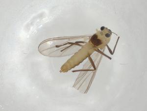  ( - CBG-A02542-D02)  @11 [ ] CreativeCommons - Attribution (2023) Centre for Biodiversity Genomics Centre for Biodiversity Genomics