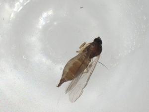  ( - CBG-A02542-F11)  @11 [ ] CreativeCommons - Attribution (2023) Centre for Biodiversity Genomics Centre for Biodiversity Genomics