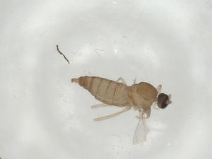  (Corynoptera penna - CBG-A02550-E03)  @11 [ ] CreativeCommons - Attribution (2023) Centre for Biodiversity Genomics Centre for Biodiversity Genomics