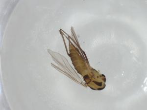  ( - CBG-A02551-D09)  @11 [ ] CreativeCommons - Attribution (2023) Centre for Biodiversity Genomics Centre for Biodiversity Genomics