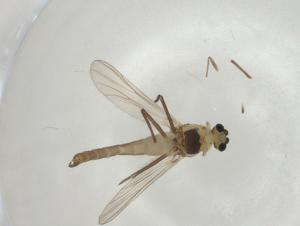  ( - CBG-A02553-D02)  @11 [ ] CreativeCommons - Attribution (2023) Centre for Biodiversity Genomics Centre for Biodiversity Genomics