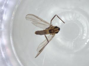  ( - CBG-A02562-H11)  @11 [ ] CreativeCommons - Attribution (2023) Centre for Biodiversity Genomics Centre for Biodiversity Genomics