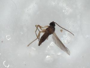  ( - CBG-A02566-F09)  @11 [ ] CreativeCommons - Attribution (2023) Centre for Biodiversity Genomics Centre for Biodiversity Genomics