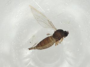  ( - CBG-A02568-F01)  @11 [ ] CreativeCommons - Attribution (2023) Centre for Biodiversity Genomics Centre for Biodiversity Genomics