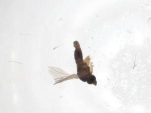  ( - CBG-A02574-H05)  @11 [ ] CreativeCommons - Attribution (2023) Centre for Biodiversity Genomics Centre for Biodiversity Genomics