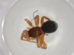  ( - CBG-A03199-F10)  @11 [ ] CreativeCommons - Attribution (2023) Centre for Biodiversity Genomics Centre for Biodiversity Genomics