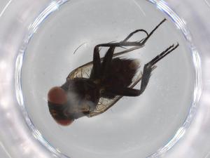  ( - BIOUG68523-D03)  @11 [ ] CreativeCommons - Attribution (2021) Centre for Biodiversity Genomics Centre for Biodiversity Genomics