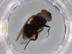  ( - BIOUG68524-D03)  @11 [ ] CreativeCommons - Attribution (2021) Centre for Biodiversity Genomics Centre for Biodiversity Genomics