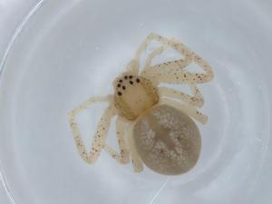  ( - BIOUG68587-H10)  @11 [ ] CreativeCommons - Attribution (2021) Centre for Biodiversity Genomics Centre for Biodiversity Genomics