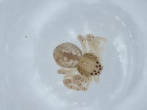  ( - BIOUG68591-H05)  @11 [ ] CreativeCommons - Attribution (2021) Centre for Biodiversity Genomics Centre for Biodiversity Genomics